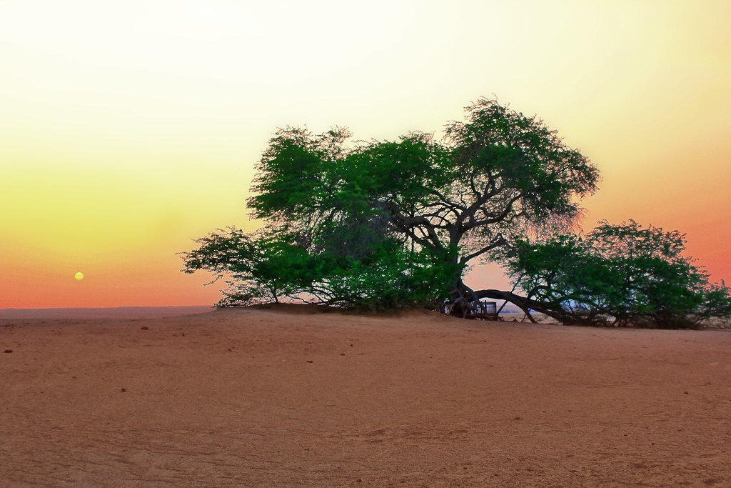 شجرة الحياة البحرين شجرة الحياة البحرين