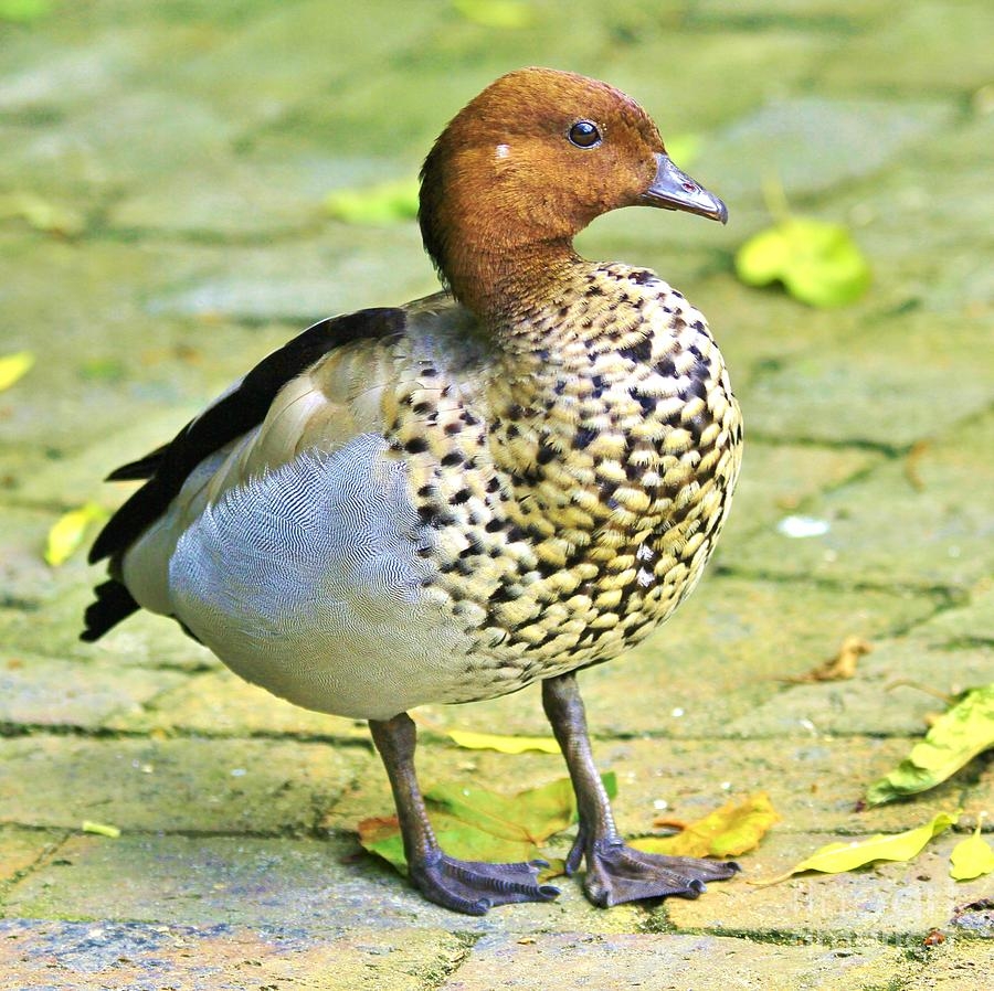 البط الخشبي البط الخشبي