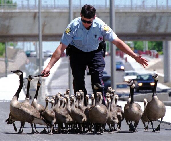 الإوز بدل كلاب الشرطة الصين الإوز بدل كلاب الشرطة الصين