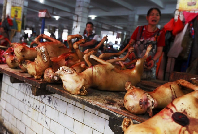مهرجان لحوم الكلاب الصين مهرجان لحوم الكلاب الصين