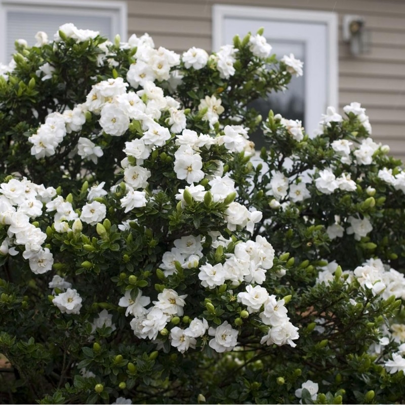 زهرة الغاردينيا زهرة الغاردينيا